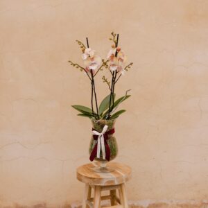 Orquídea en maceta de cristal