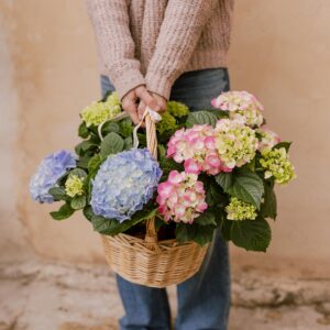 Cesta de 3 hortensias