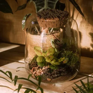 Taller de terrarios de plantas 7-marzo