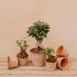 Bonsái Ficus Ginseng en maceta de barro terracota
