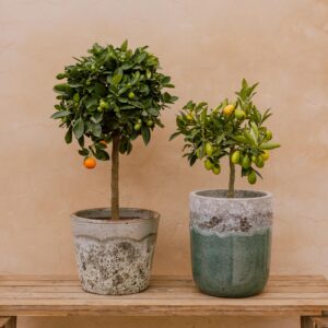 Kumquat -Citrus japonica