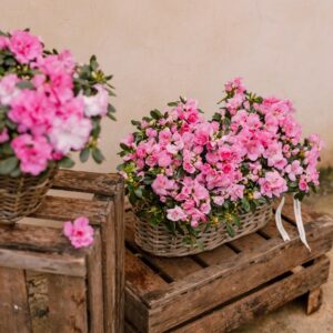 Cesto con azaleas